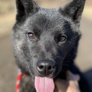 純血甲斐犬子犬体重10キロ慣れると超明るい子