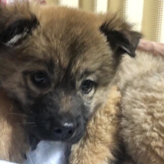 【里親様決定】リュウ♂の幸せが見つかりました♡