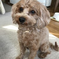 ココ