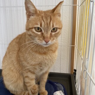 茶トラ　甘えん坊　