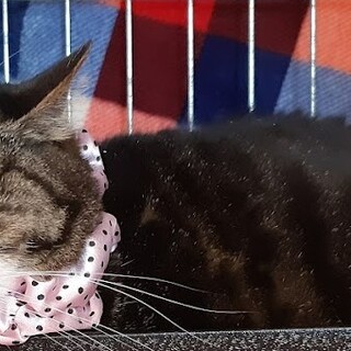 動かぬくりん‥‥