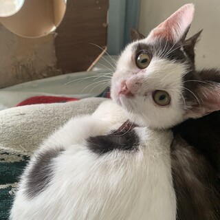 多頭崩壊からのレスキュー 人懐こいさとる君3ヶ月