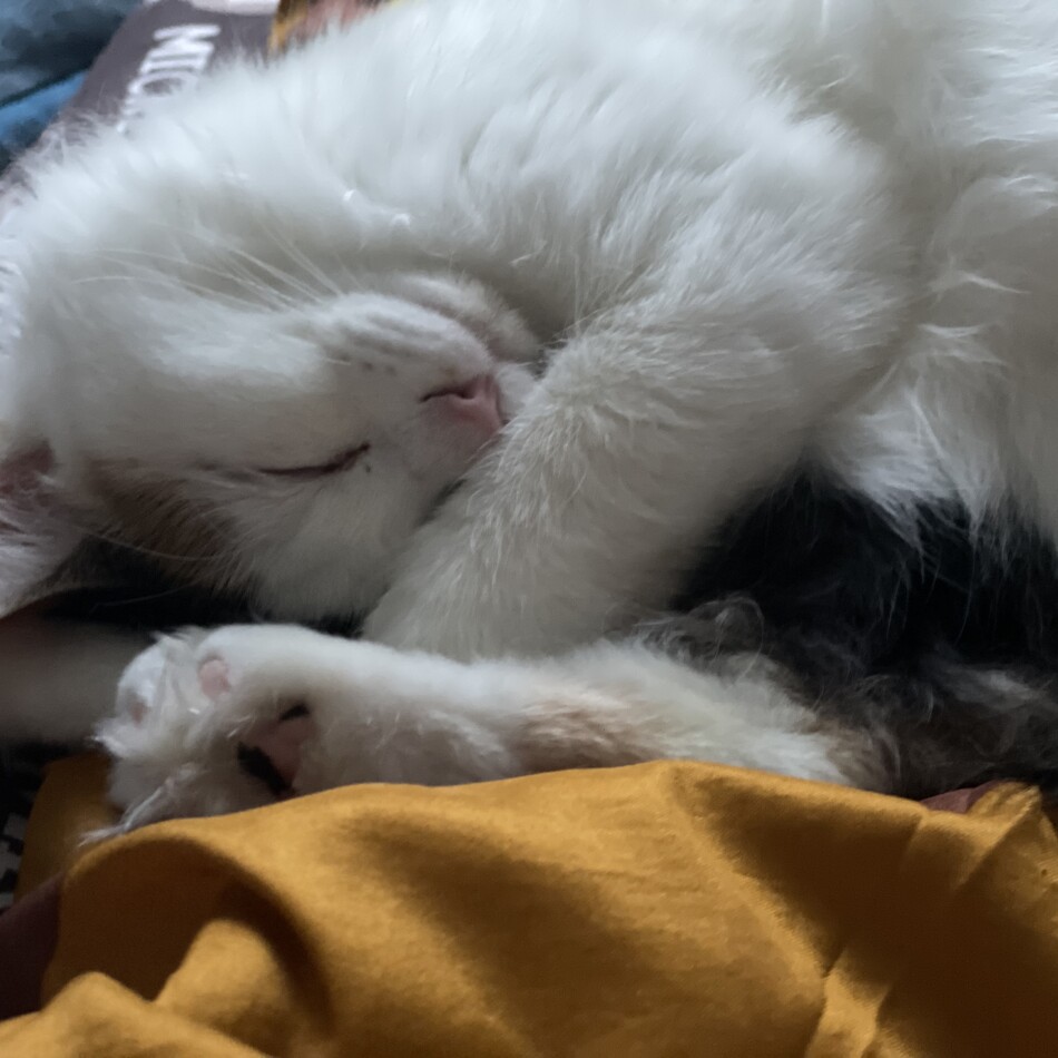 もものカバー写真