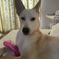 アロハ