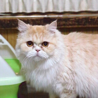 ミヌエット｢ガス｣ SKU：3ss59