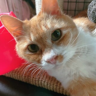 人が大好きなつめちゃん