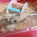 ロボロフスキーハムスター