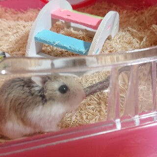 ロボロフスキーハムスター