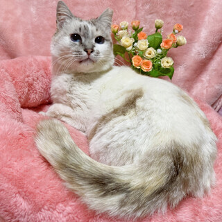 宝石のような青い瞳♪シャムミックス ７歳