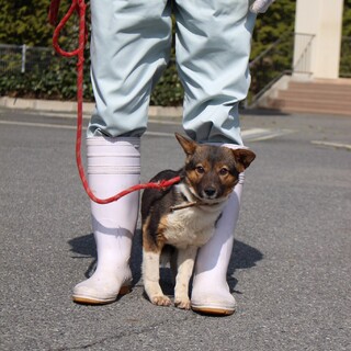 まだ若い小柄なピングー