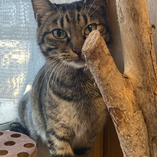 もうすぐ一歳のキジトラの女の子