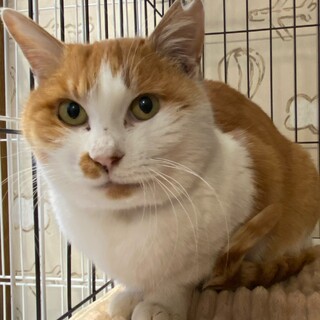 穏やかな女の子