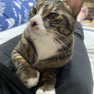 五歳猫　里親親募集