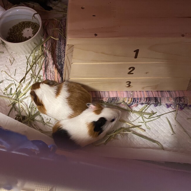 マロントッタンのカバー写真