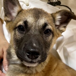 【交渉中の為、応募停止中】人懐っこい男の子