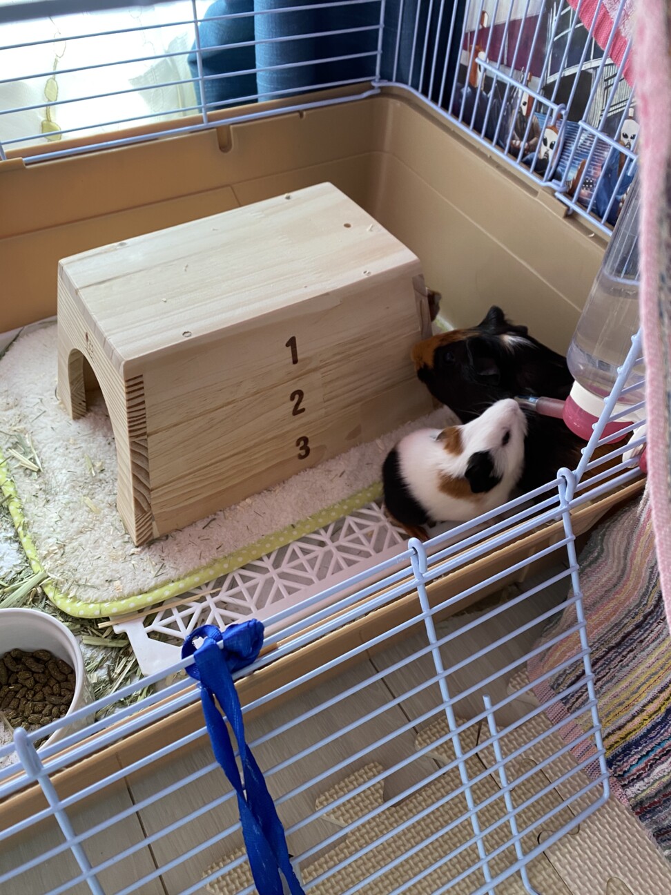 モルモット赤ちゃん2匹里親募集 サムネイル2