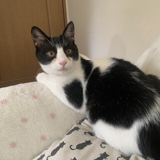 お膝大好き！やんちゃなもるだー君去勢済