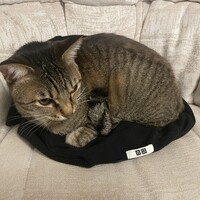 だいず
