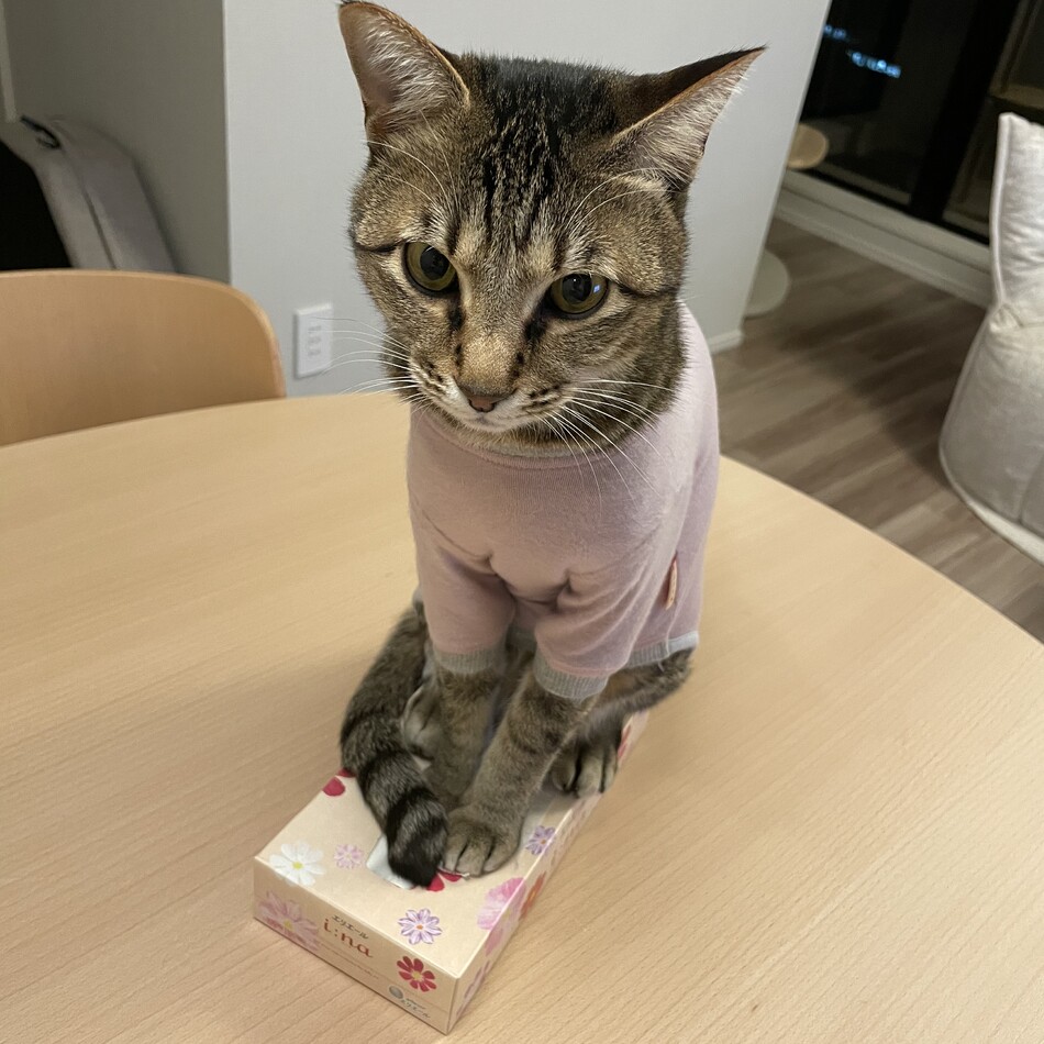 だいずのカバー写真