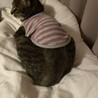 の写真