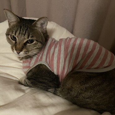 の写真