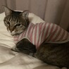 の写真