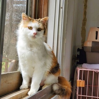 人馴れ抜群☆長毛の三毛猫