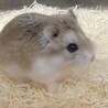 ロボロフスキーハムスター サムネイル2