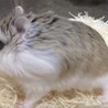 ロボロフスキーハムスター サムネイル3