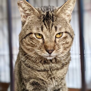 多頭崩壊救出☆おっさんっぽいけどまだ若いたつや３歳