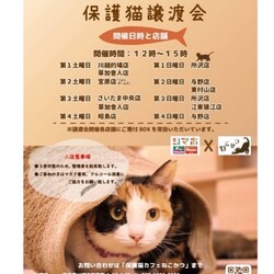 保護猫譲渡会in島忠ホームズ川越的場店 サムネイル3