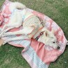 でんすけちゃん