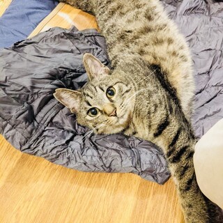 ニンマリ顔がキュートなｷｼﾞﾄﾗ君