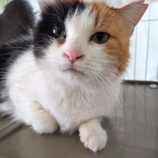 多頭飼育崩壊からレスキューされた人馴れバッチリの子