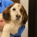 【トライアル中】ブリタニー系子犬の女の子