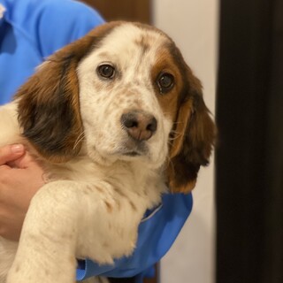 【トライアル中】ブリタニー系子犬の女の子