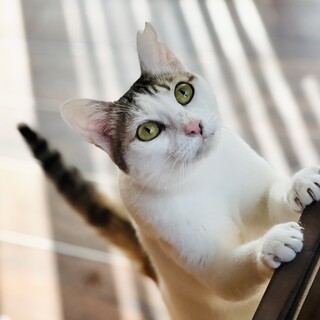 綺麗な白三毛さん【人間大好きタイプ】