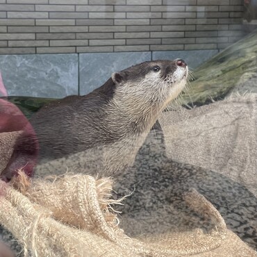 可愛い〜って、みんなが言ってた！闇取引250万〜コツメカワウソ(･･;)