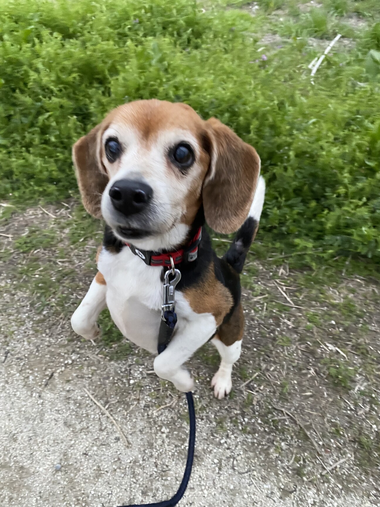 8kgのビーグル女の子モ」埼玉県 - 犬の里親募集(407781) :: ペット