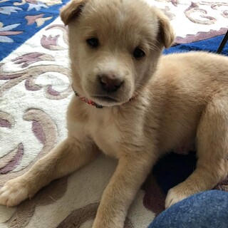 1ヶ月半齢の女の子 仮称モモちゃん