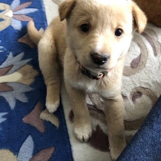 1ヶ月半齢の女の子 仮称アズキちゃん