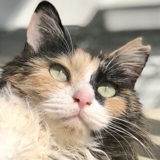 長毛美人三毛女♡ナデナデ大好き桜子ちゃんの家族探し