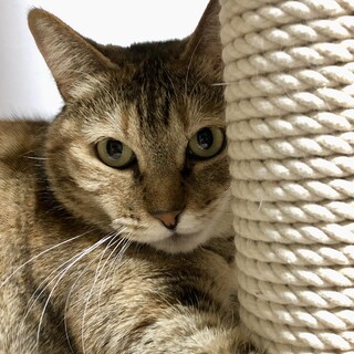 鳴き声が愛らしい麦わら女子要ちゃん♡元ママ猫さん