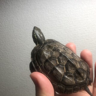 7.5cm　クサガメ