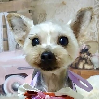 谷河内（やごうち）好奇心旺盛な癒し系ヨーキー女子