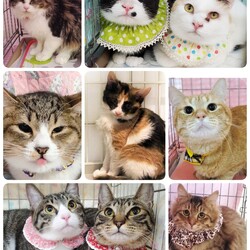 ねこざんまい譲渡会@東日本橋 サムネイル2