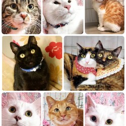 ねこざんまい譲渡会@東日本橋 サムネイル3