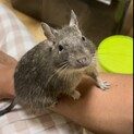 デグーの男の子です