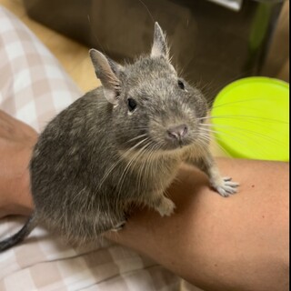 デグーの男の子です