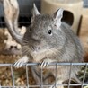 デグーの男の子です サムネイル2